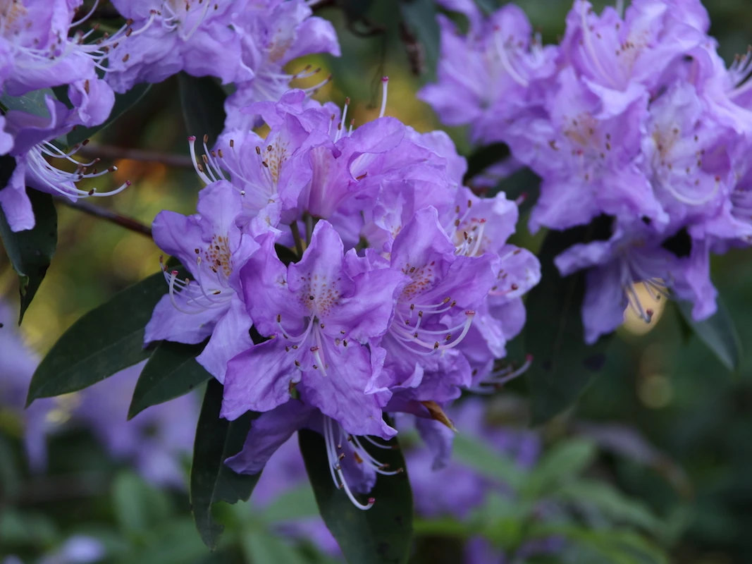 R. augustinii